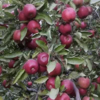 سیب قرمز درجه یک|خوردنی و آشامیدنی|نوشین شهر, |دیوار