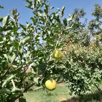 سیب‌|خوردنی و آشامیدنی|تربت‌حیدریه, بالا ولایت|دیوار
