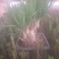 یوکا تنه دار قیمت مناسب