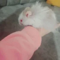 همستر|موش و خرگوش|سنندج, |دیوار