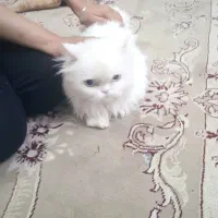 دو عدد گربه نر و ماده پرشین خشکل عروسک|گربه|تربتحیدریه, کلاته توکلی|دیوار