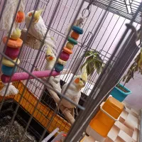 عروس هلندی مولد