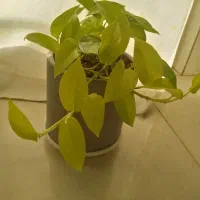 وسایل خانه در|لباس|لاهیجان, آهندان|دیوار