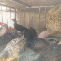 فروش یک عدد بوقلمون به همراه جوجه هاش