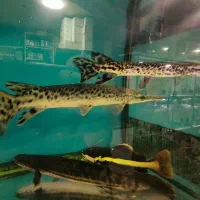 ماهی زینتی|ماهی|فولادشهر, B4|دیوار