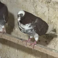 پرنده