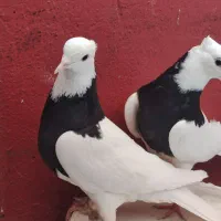 جفت طوقی سیاه