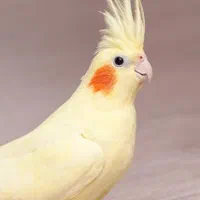 عروس هلندی پیدا شده