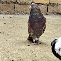 دوتا نر تهرانی طلا