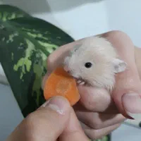 بچه همسترهای بامزه آماده فروش|موش و خرگوش|سمنان, |دیوار