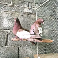 سینه سرخ