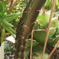 اگاو کاکتوس|گل و گیاه طبیعی|ری, هاشمآباد|دیوار