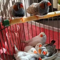 فنچ زیبا|پرنده|تهران, قیام|دیوار
