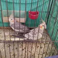 دو عدد عروس هلندی