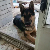 سگ ژرمن نر درجه یک ۵ ماه