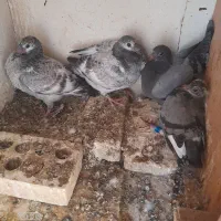 جوجه پلاکی|پرنده|مسجد سلیمان, |دیوار
