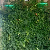 استخدام یک اقا