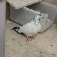 کبوتر دمبی ماده سالم سرحال