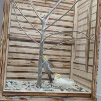 فروش عروس هلندی جفت