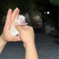 میکس پامرانین روباهی و خرسی