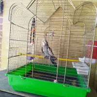 عروس هلندی