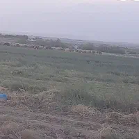 نیازمند چوپان