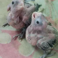 جوجه عروس هلندی