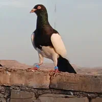 کبوتر|پرنده|شوشتر, |دیوار