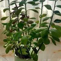 گل طبیعی|گل و گیاه طبیعی|بیرجند, |دیوار