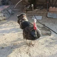 بوقلمون محلی|حیوانات مزرعه|آبدانان, |دیوار