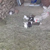 خرگوش