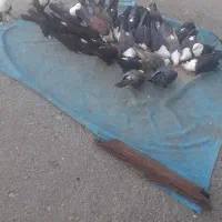 کبوتر کربلایی