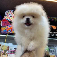 پامر سفید برفی|سگ|رشت, لاکانی|دیوار