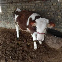 جوانه پرواری