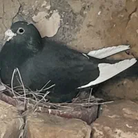 نروماده مینا سیاه و زاغ سیستانی