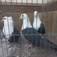 کله سفید.سینه ای|پرنده|مبارکه, |دیوار