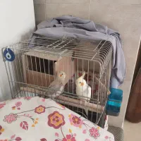 طوطی عروس زیبا ودستی|پرنده|نظرآباد, رسالت|دیوار