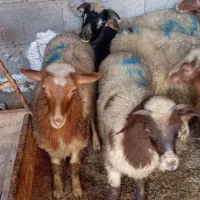 سلام چند بره شیر مست شیر مست به فروش میرسد