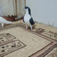 یک جفت خوشرنگ نروماده|پرنده|ابهر, |دیوار