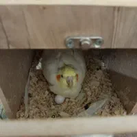 عروس هلندی با تخم|پرنده|ابهر, |دیوار