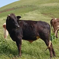 گاو نرمخصوص قربانی وکشتار