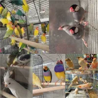انواع طوطی عروس هلندی مرغ عشق فنچ قناری|پرنده|تهران, دردشت|دیوار