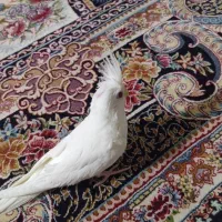 عروس هلندی البینیو|پرنده|بندرعباس, |دیوار