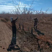 خدمات باغ و باغچه