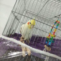 عروس هلندی نر صحبت می‌کنه فندق،بدو ،بیا،بدو ،بدو