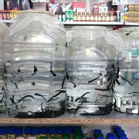 زالو بهداشتی