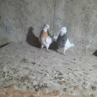 جفت طوقی نرماده|پرنده|گلستان (تهران), |دیوار