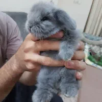 توله خرگوش‌های لوپ سوپر فلت