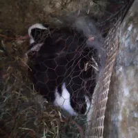 خرگوش|موش و خرگوش|زبرخان, |دیوار