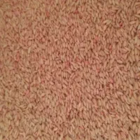 گندم بذری درجه یک دیم|خدمات باغبانی و درختکاری|کنگاور, |دیوار